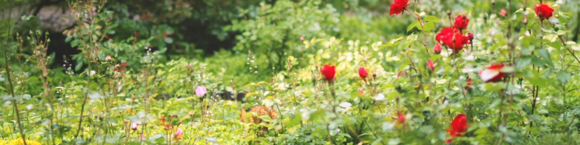 morgane-le-breton-rqIr5yFIaGc-unsplash